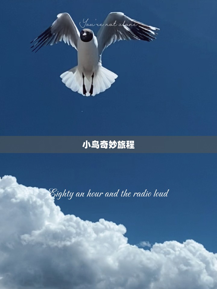 小鸟飞行的奇妙旅程