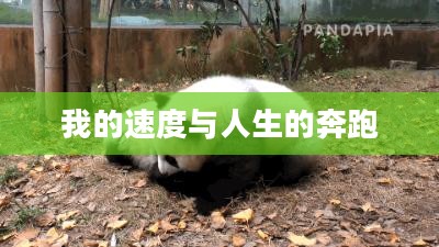 我的速度与人生的奔跑