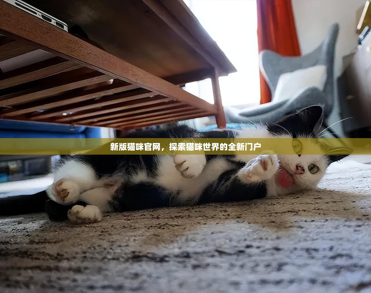 新版猫咪官网，探索猫咪世界的全新门户
