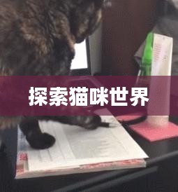 新版猫咪官网，探索猫咪世界的全新门户