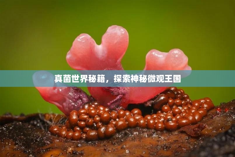 真菌世界秘籍，探索神秘微观王国