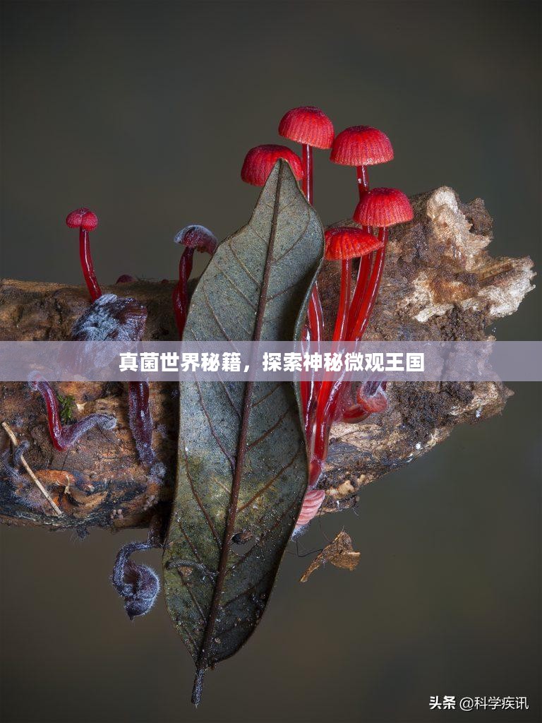 真菌世界秘籍，探索神秘微观王国