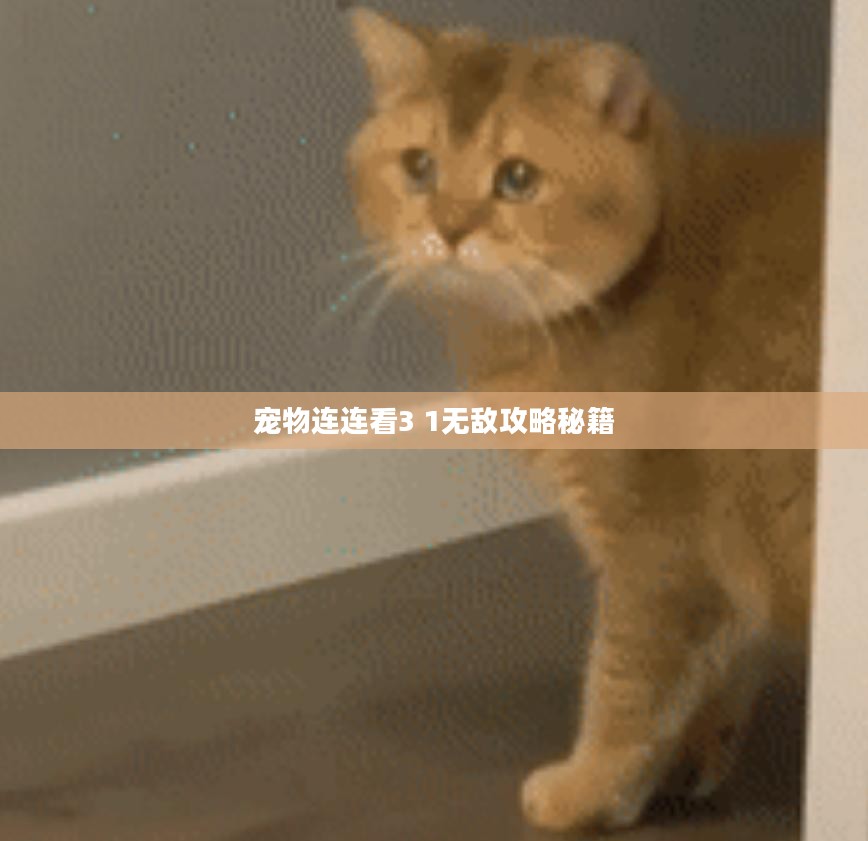 宠物连连看3 1无敌攻略秘籍