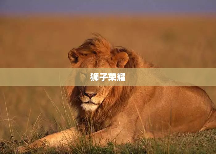 狮子的世界，荣耀、力量与自然的和谐