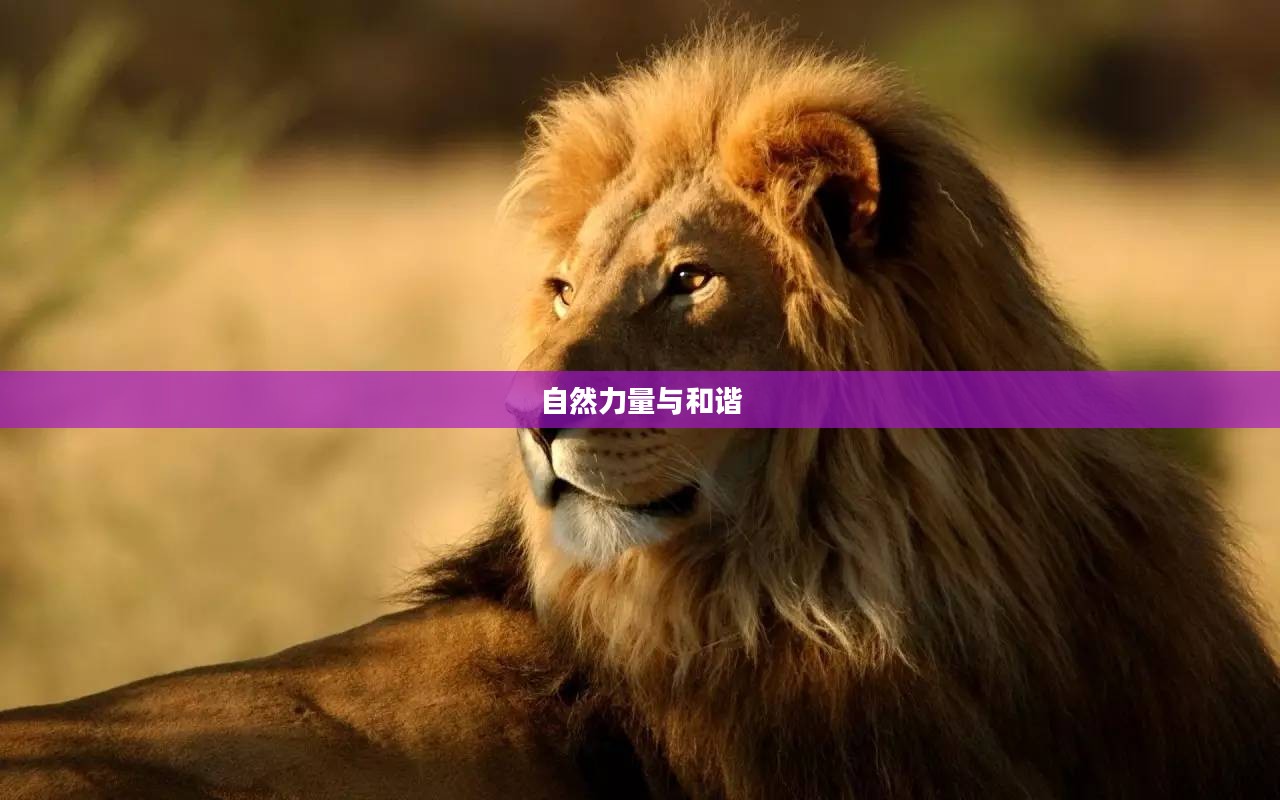 狮子的世界，荣耀、力量与自然的和谐