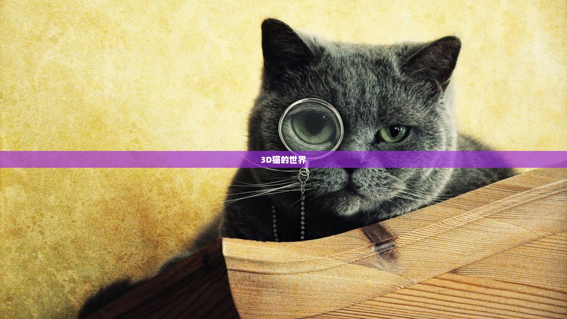 探索3D猫的世界，下载乐趣与无限可能