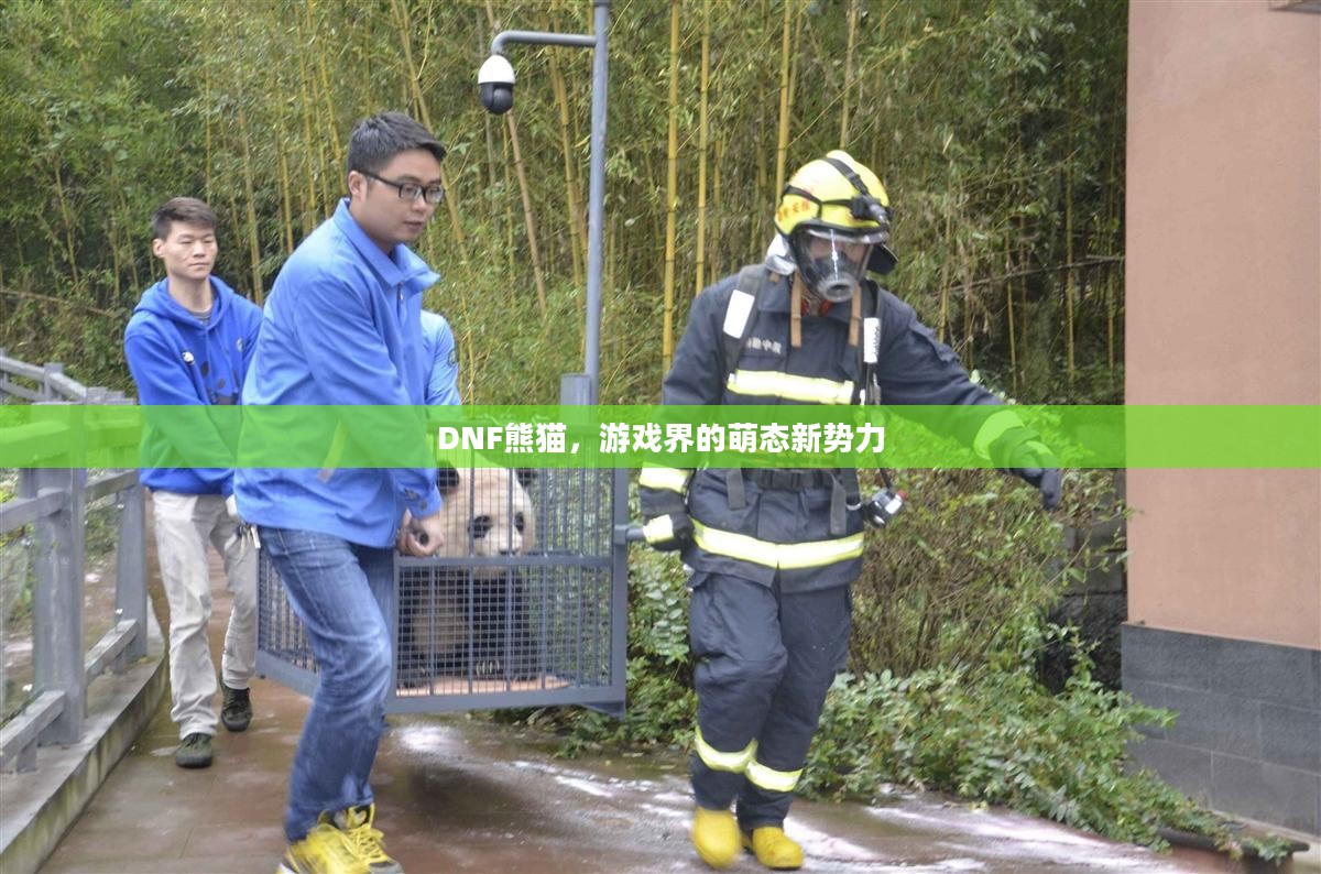 DNF熊猫，游戏界的萌态新势力