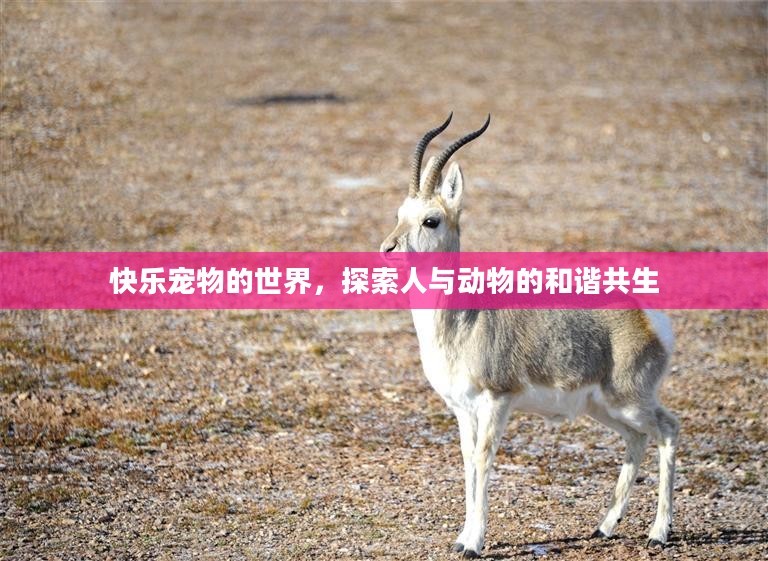 快乐宠物的世界，探索人与动物的和谐共生