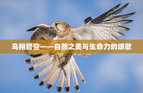 鸟翔碧空——自然之美与生命力的颂歌