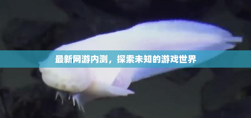 最新网游内测，探索未知的游戏世界