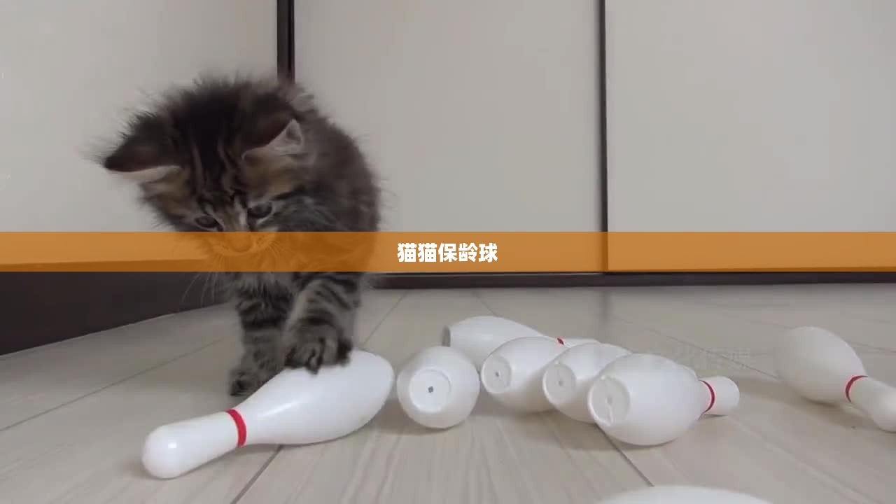 猫猫保龄球，一场跨越界限的奇妙运动之旅