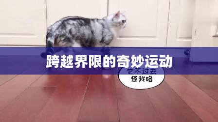 猫猫保龄球，一场跨越界限的奇妙运动之旅