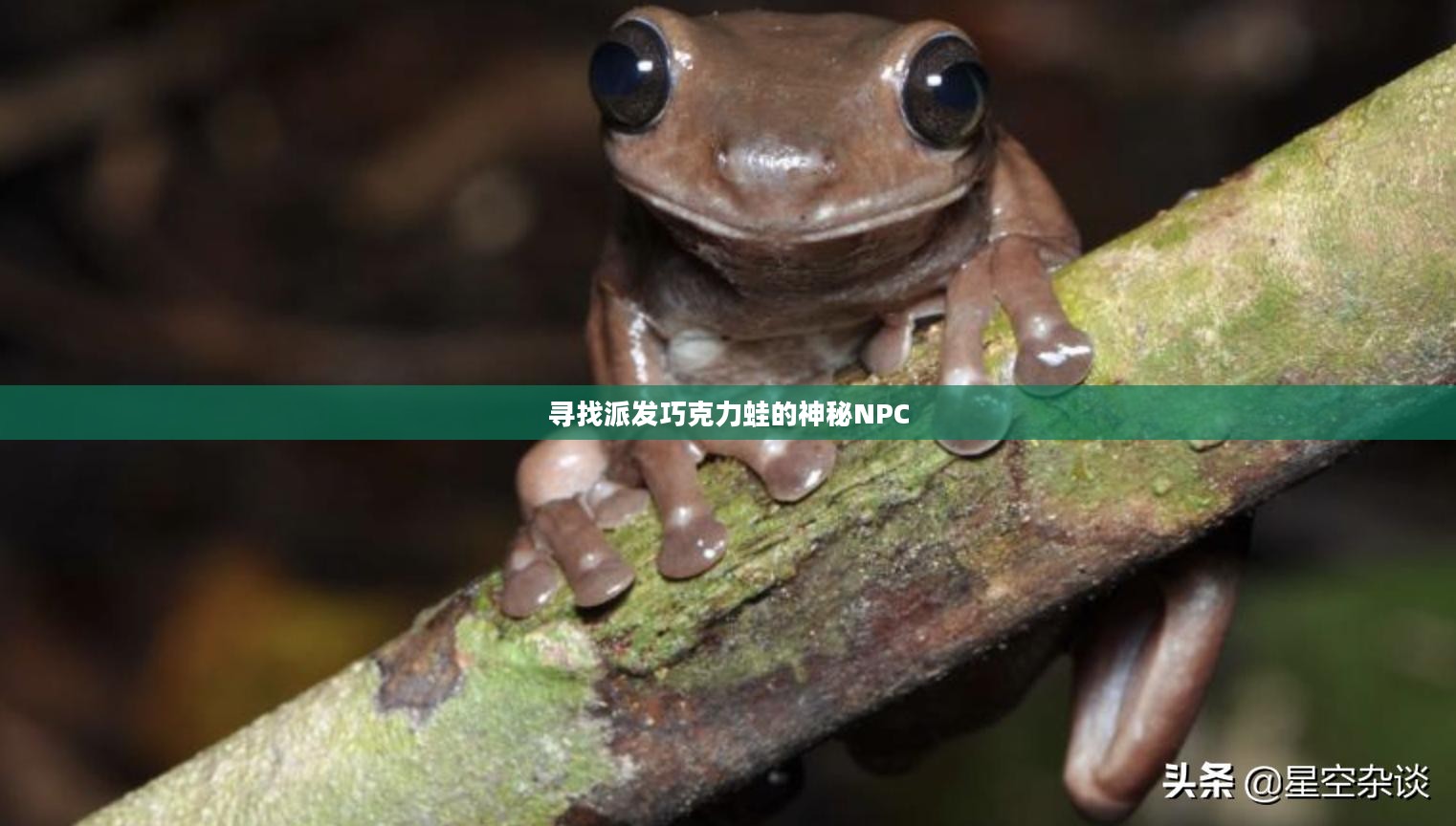 寻找派发巧克力蛙的神秘NPC