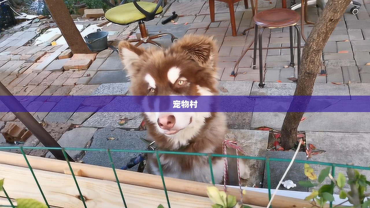 宠物村的欢乐生活 宠物村的欢乐生活