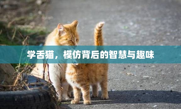 学舌猫，模仿背后的智慧与趣味