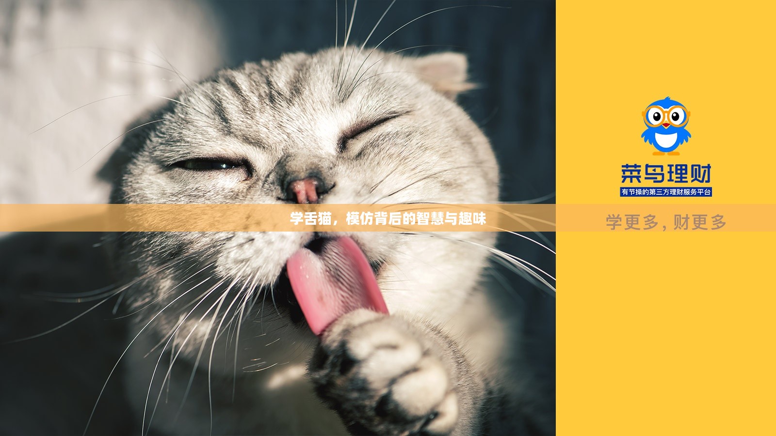 学舌猫,模仿背后的智慧与趣味 学舌猫,模仿背后的智慧与趣味
