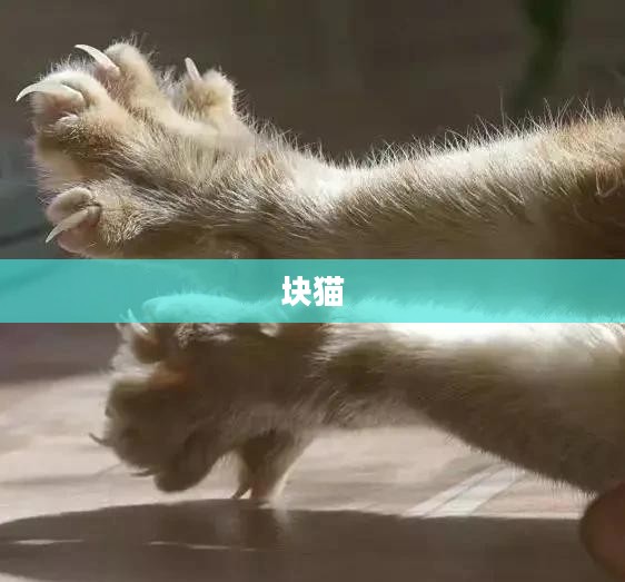 块猫，探索智能时代的全新养猫体验
