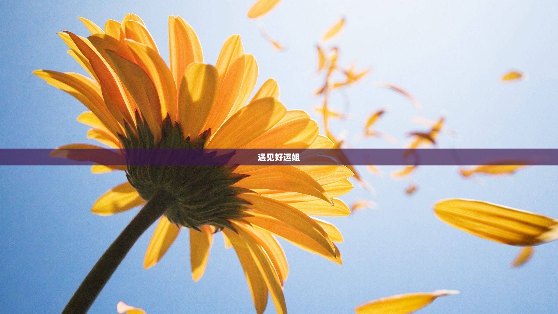 遇见好运姐,生命中的璀璨光芒 遇见好运姐,生命中的璀璨光芒