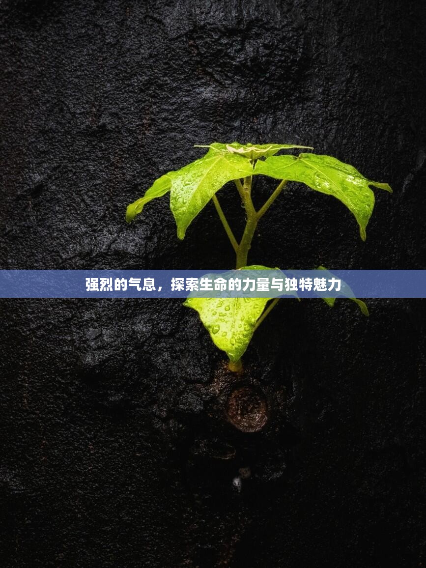 强烈的气息，探索生命的力量与独特魅力