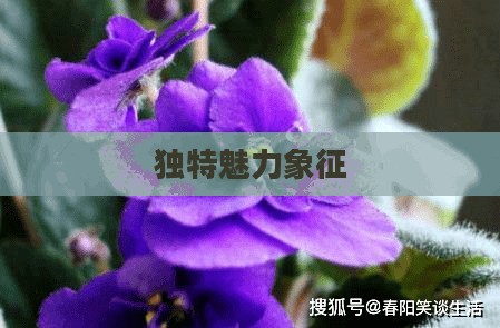 紫罗兰徽记，一种独特魅力的象征