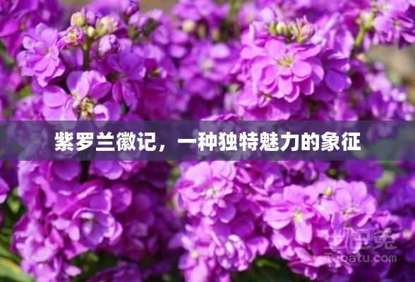 紫罗兰徽记,一种独特魅力的象征 紫罗兰徽记,一种独特魅力的象征