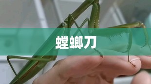 螳螂刀，独特设计与实用功能的完美结合