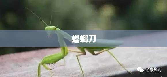 螳螂刀,独特设计与实用功能的完美结合 螳螂刀,独特设计与实用功能的完美结合