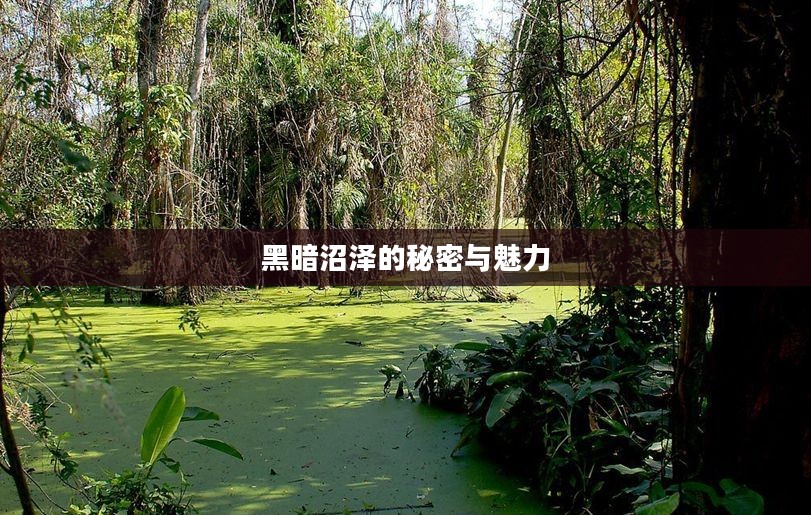 黑暗沼泽的秘密与魅力