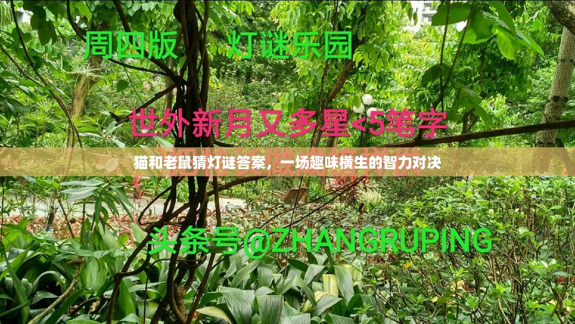 猫和老鼠猜灯谜答案，一场趣味横生的智力对决