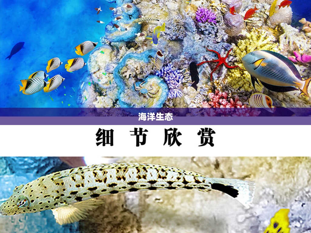 高地杂鱼群,海洋生态的微观世界 高地杂鱼群,海洋生态的微观世界