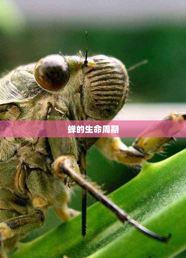 金蝉的获取方法,深入了解蝉的生命周期与获取途径 金蝉的获取方法,深入了解蝉的生命周期与获取途径