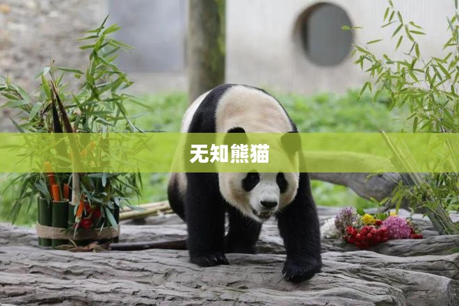无知熊猫，探索与启示