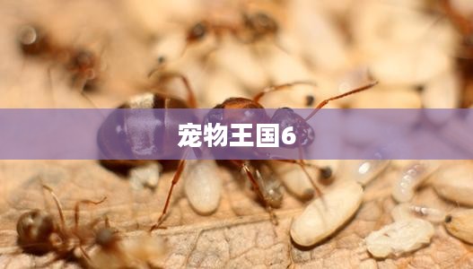 宠物王国6，冒险与友谊的新纪元