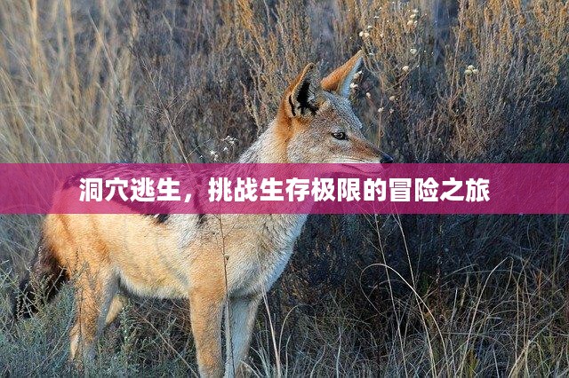 洞穴逃生,挑战生存极限的冒险之旅 洞穴逃生,挑战生存极限的冒险之旅