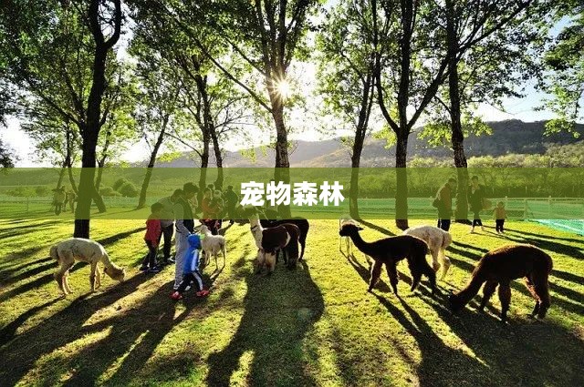 宠物森林，人与自然和谐共生的绿色乐园
