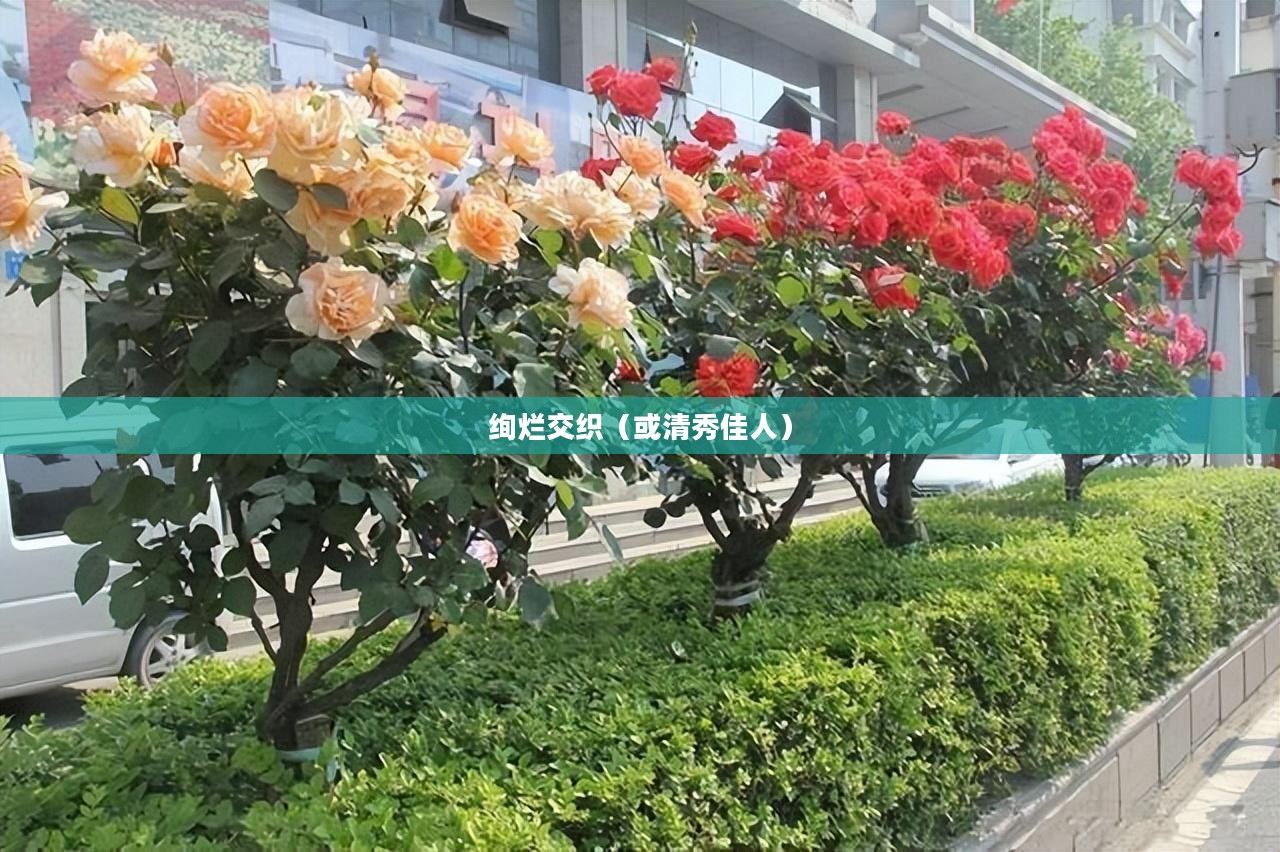 奇迹暖暖与清秀佳人的绚烂交织 奇迹暖暖与清秀佳人的绚烂交织