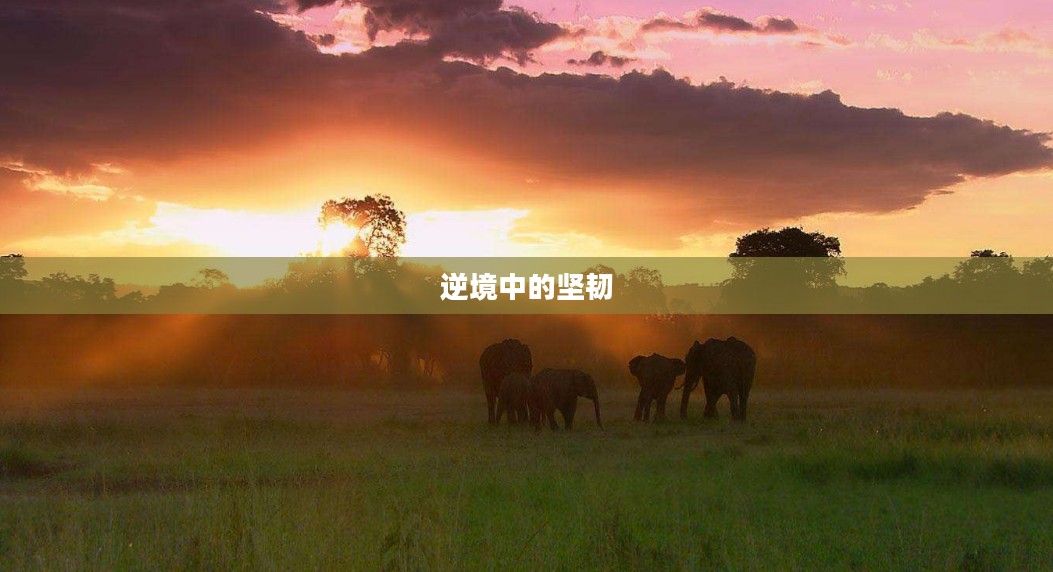 求生之旅,逆境中的坚韧与希望 求生之旅,逆境中的坚韧与希望