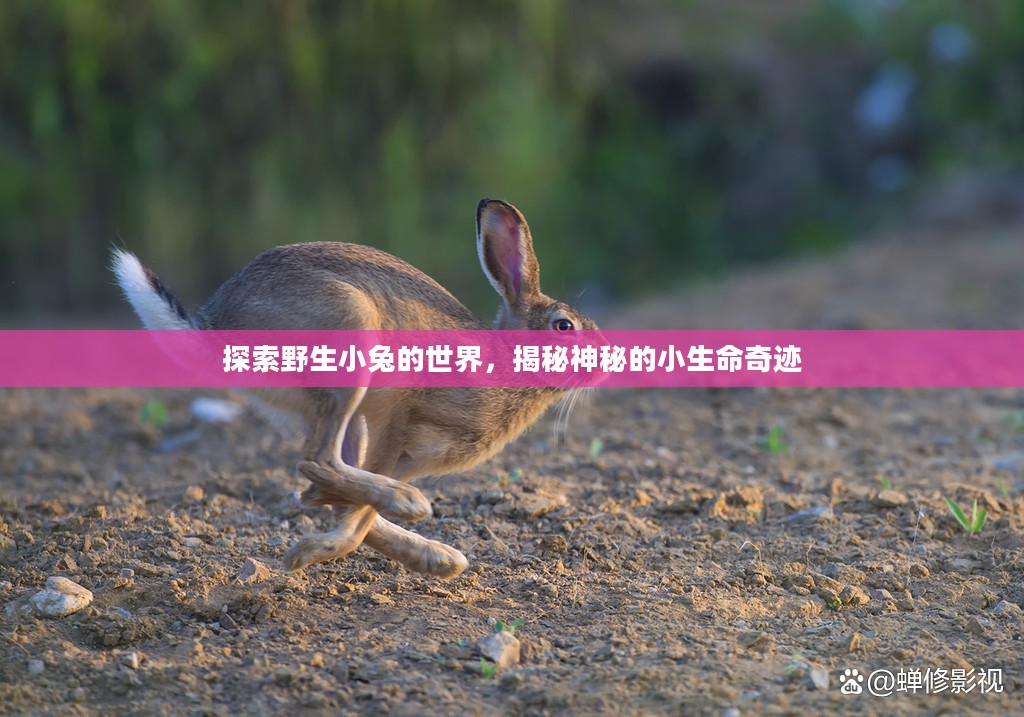 探索野生小兔的世界，揭秘神秘的小生命奇迹