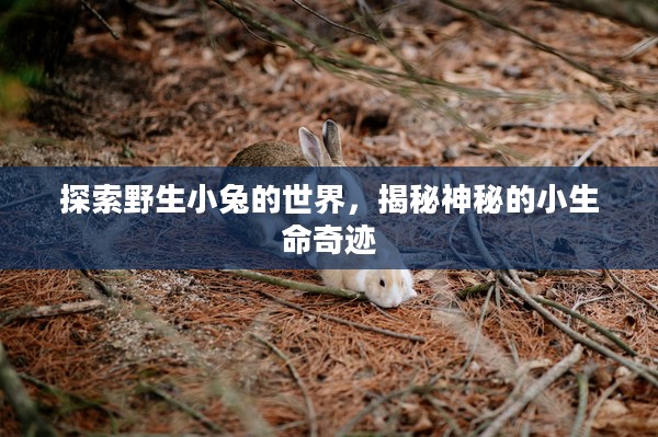探索野生小兔的世界,揭秘神秘的小生命奇迹 探索野生小兔的世界,揭秘神秘的小生命奇迹