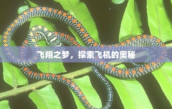 飞翔之梦，探索飞机的奥秘