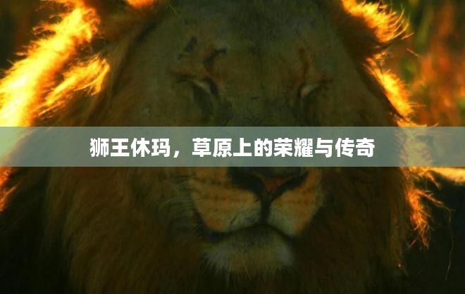 狮王休玛，草原上的荣耀与传奇