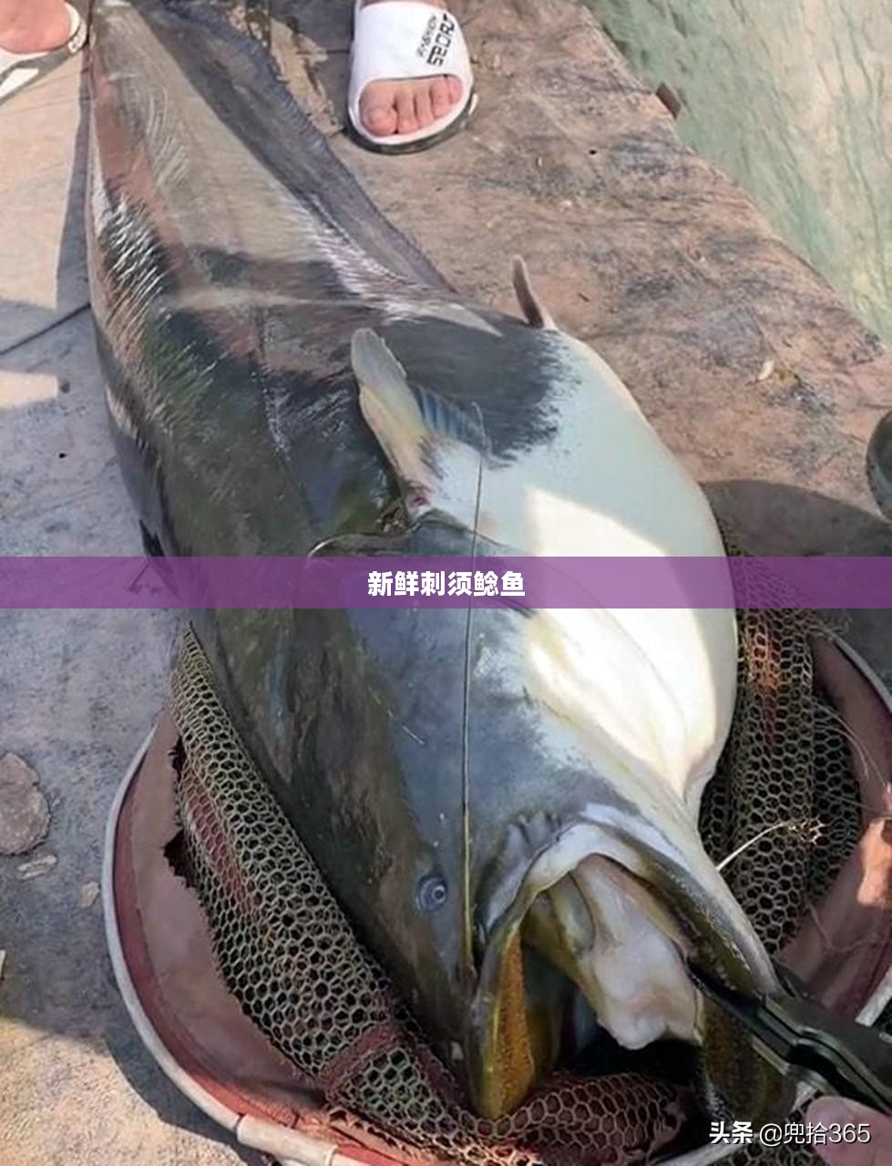 新鲜刺须鲶鱼的魅力与烹饪艺术