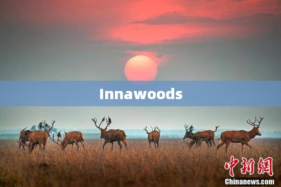 Innawoods，自然之韵与人的和谐共生
