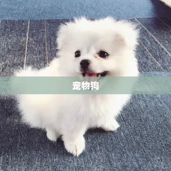 跳跳妹妹的宠物狗——名字背后的故事 跳跳妹妹的宠物狗——名字背后的故事