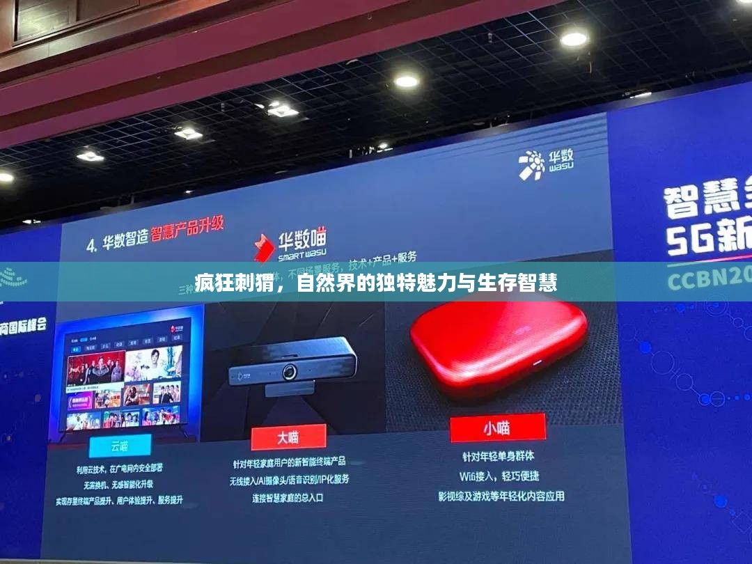 疯狂刺猬,自然界的独特魅力与生存智慧 疯狂刺猬,自然界的独特魅力与生存智慧