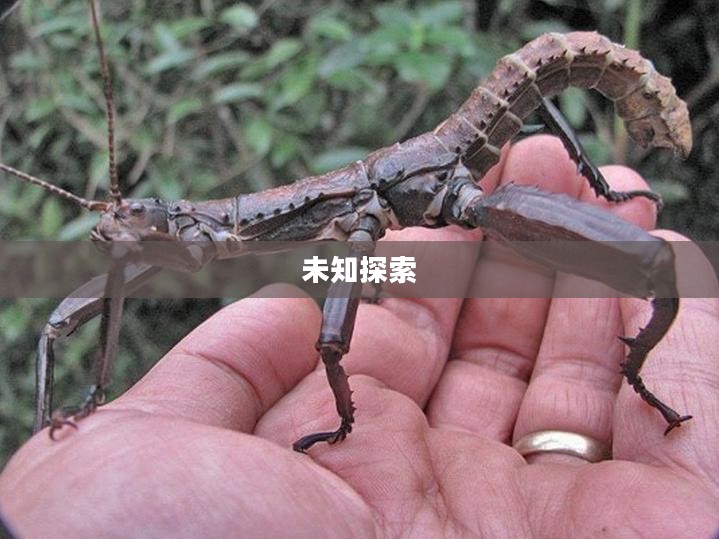 重返神秘岛，奇幻之旅的未知探索
