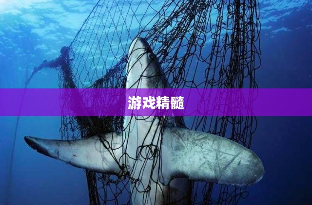 掌握游戏精髓，海商王攻略助你成为海洋霸主