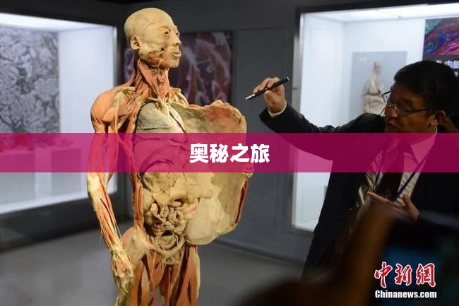 内脏清洁工的奥秘之旅