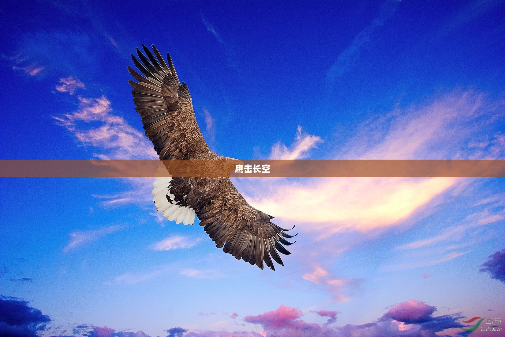 鹰击长空，探索与挑战的无限潜能