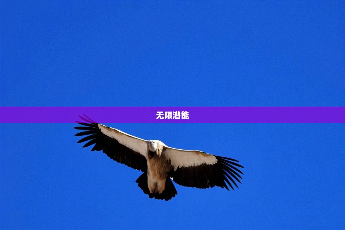 鹰击长空，探索与挑战的无限潜能